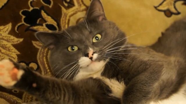 пьяный кот после валерьянки drunk cat after valeryanki смотреть онлайн