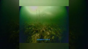 камера Сusto Рlus Nisus