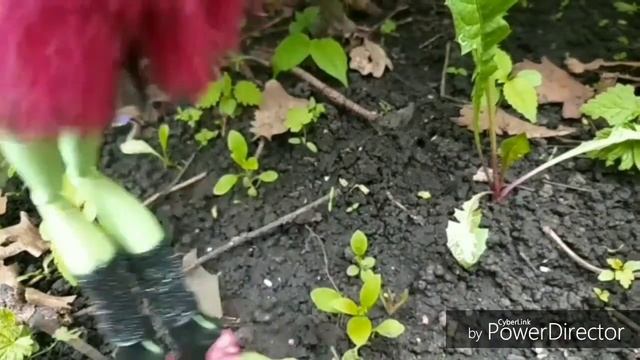 Находка Венеры ? смотреть онлайн