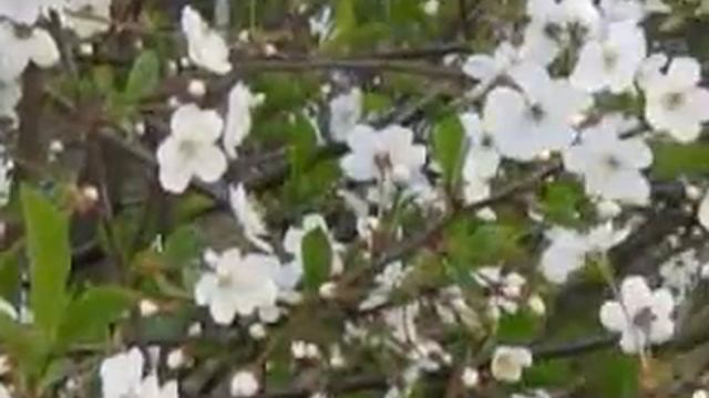 Фитоцикл в космосе и под водой смотреть онлайн