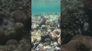 Marina Resort Radisson Individuals / Port Ghalib / Beach and coral reef
