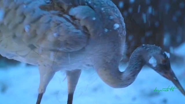 Wei Wuxian & Lan Wangji | The Untamed | Saturn