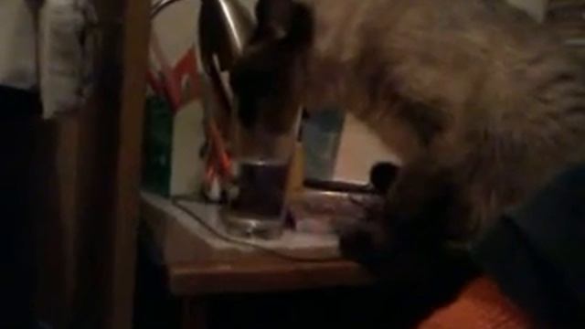 кошка пьет из стакана!О_о смотреть онлайн