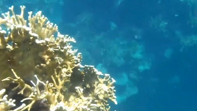 Egypt - Marsa Alam 2015 смотреть онлайн