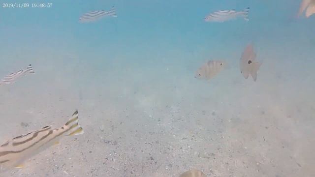 Marsa Alam Calimera Akassia Swiss Resort