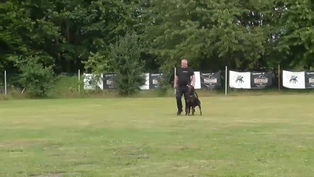 Royal Rolex van de Donauhoeve - IGP 2 - Juni 2021 смотреть онлайн