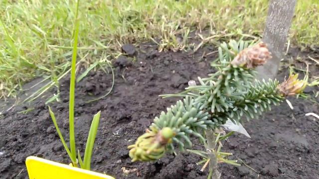 Обзор хвойного сада 15.05.2024г. смотреть онлайн