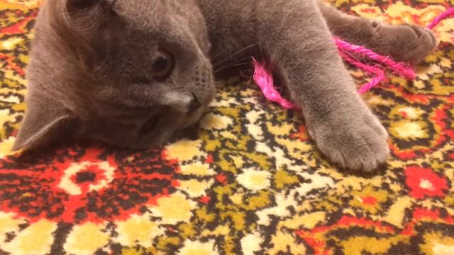 Игривый кот Марсик смотреть онлайн