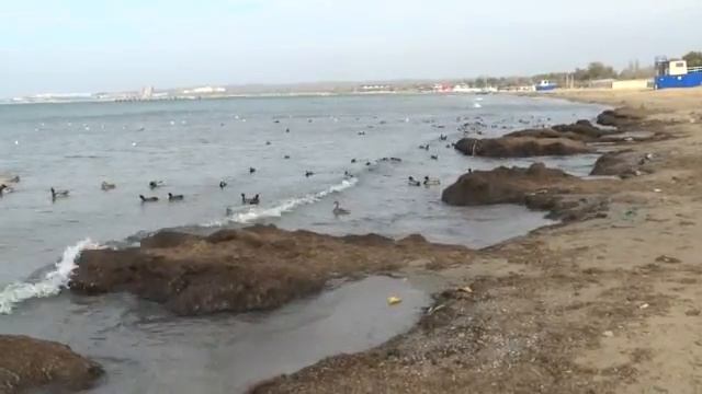 Сегодня в Анапе 07.11.2016 смотреть онлайн