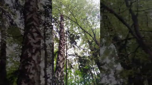 2.Венера в деве