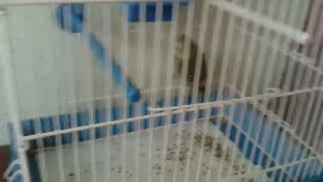 Изя скачит смотреть онлайн