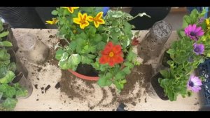 Сделайте так и остеоспермум будет пышным и красивым .Композиция в кашпо