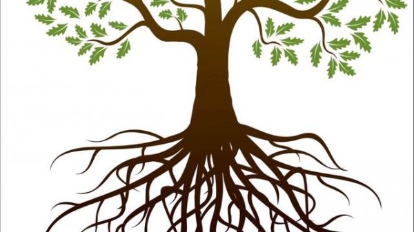 Листы и Корни