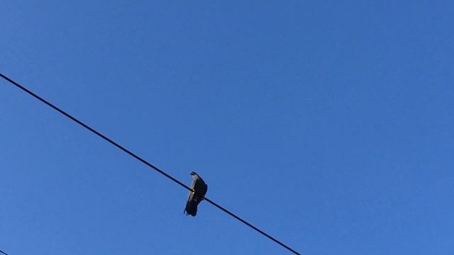 #Pigeons.Для Араика из Кемерово. смотреть онлайн