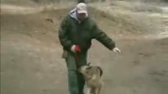 Дрессировка собак. Что делать, если собака, при оглаживании отвлекается на руку. смотреть онлайн