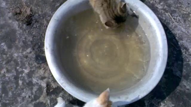 Коты на рыбалке смотреть онлайн