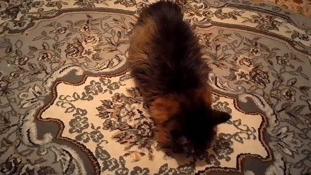 Кот Марс. Вся жизнь-вечный пир. смотреть онлайн