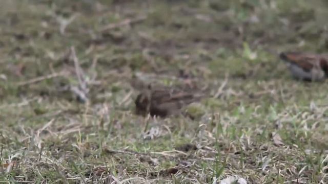 Тест объектива Enna Munchen Tele-Ennalyt 240mm F/4.5: сумрачные тевтонские технологии пятидесятых