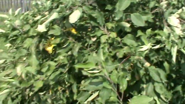 У Сестры в гостях. смотреть онлайн