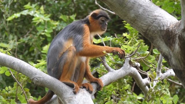 Funny MONKEYS | Life of monkeys | 8K 4K Ultra HD | Relaxing video | WildLife | Baby Monkey смотреть онлайн
