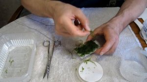 КРАСИВЫЙ МОХ В АКВАРИУМЕ С КРЕВЕТКАМИ ДЕЛАЕМ ШАПОЧКУ ИЗ МХА