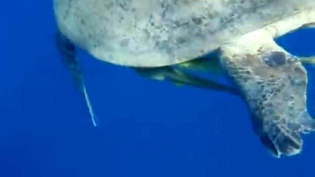 Egypt Marsa el Alam reef смотреть онлайн