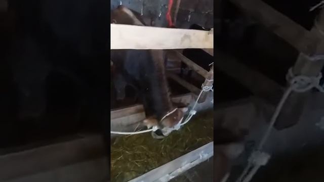 откорм бычков кыргызстан смотреть онлайн