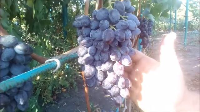 ВИНОГРАД ЮПИТЕР смотреть онлайн