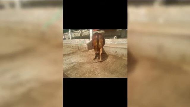 Red Bull from sahiwal approx 200 kg weight only 5 lack for Qurbani смотреть онлайн