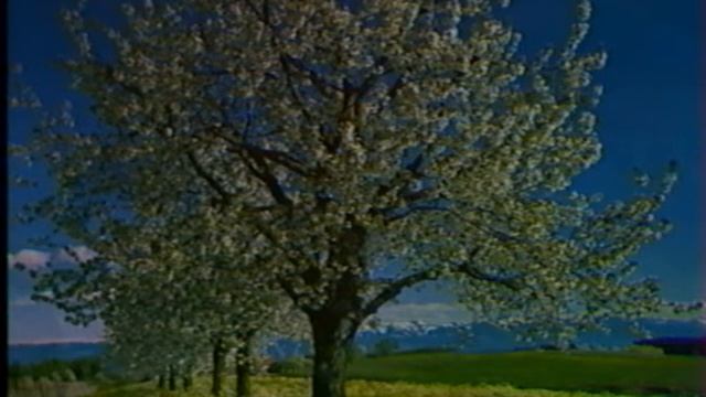 статичная заставка РТР (май 1995) смотреть онлайн