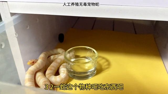 鲨鱼和玉米蛇干饭过程对比#养殖 #海洋生物 #鱼缸