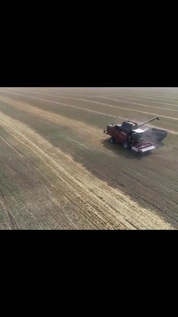 Уборка пшеницы комбайнов Класс , Т-500 Тест и Акрос 595. смотреть онлайн