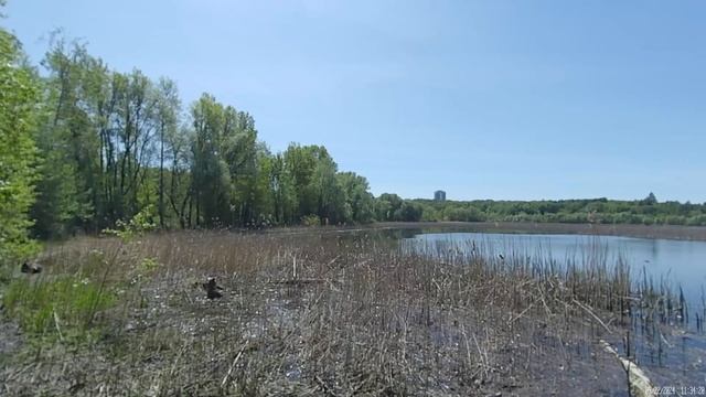 Кваканье лягушек смотреть онлайн