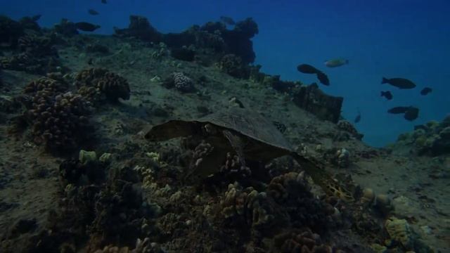 The Incredible Life Under water #Marine Photography смотреть онлайн