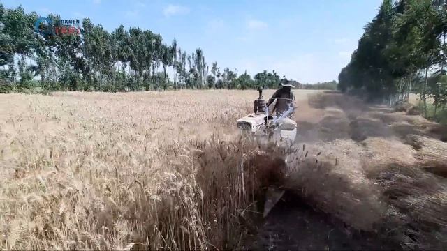 Афғонистонда буғдой ўримида техникадан фойдаланиш! / Using machinery in wheat harvesting in Afghani смотреть онлайн
