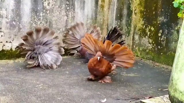Indian Fantail Pigeon Show Quality  Kabootar | India’s Most Beautiful Fancy Pigeon Loft | কবুতর