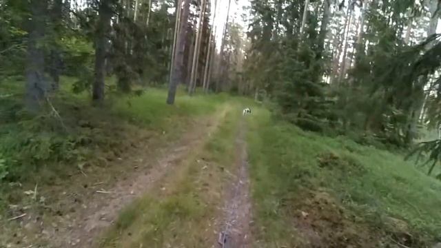 Поворот с дороги в лес (выдержка 5,5 часов) смотреть онлайн