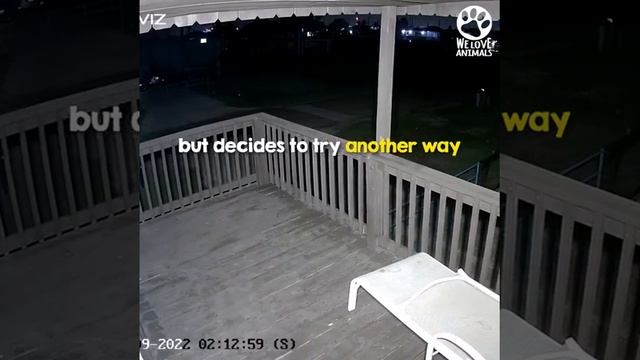 This cat is punching above its weight | Never underestimate a cat | Cat vs Dog | FunkarZz смотреть онлайн