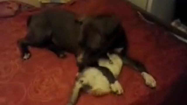 video 2015 11 30 22 27 50 1 смотреть онлайн