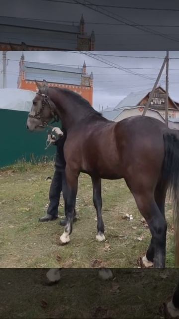 Продаётся орловец с паспортом 2019 года мой номер 89200188666 Александр город Нижний Новгород смотреть онлайн