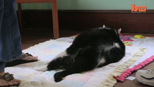 Fat Feline Weighs A Shocking 32lbs смотреть онлайн
