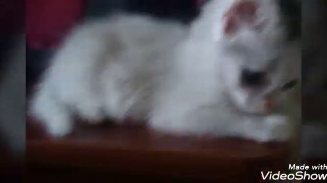 24 часа только голубой цвет/говорящий котёнок смотреть онлайн