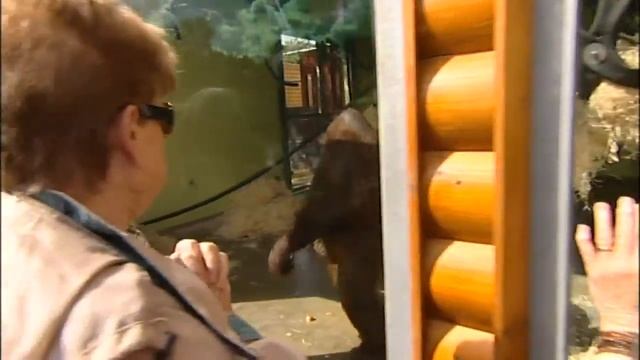 Britain's fattest orang-utan put on strict diet смотреть онлайн