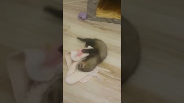 Хорек ведет себя как щенок. смотреть онлайн
