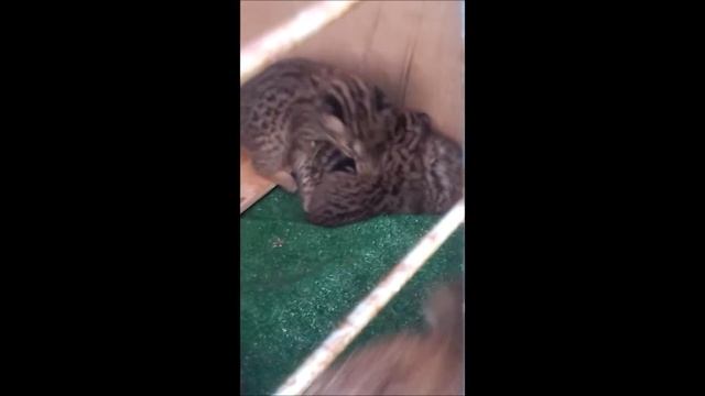 Лесной котенок нарушитель режима. смотреть онлайн