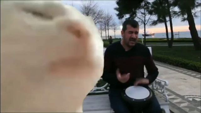 Cat Meme Song