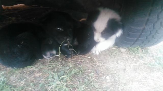 Щенячий патруль. Супер щенки после обеда