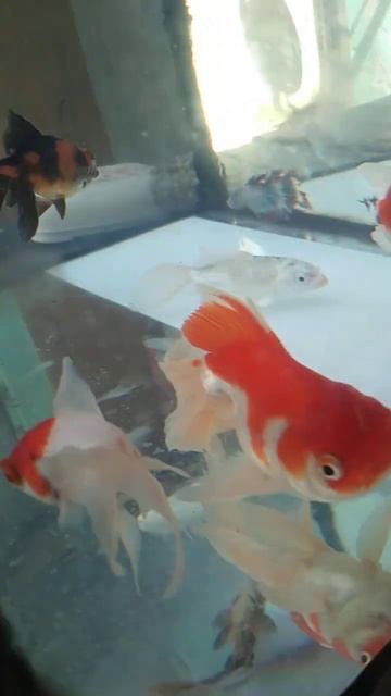 new Goldfish setup❤😃#shorts #goldfish #fish смотреть онлайн