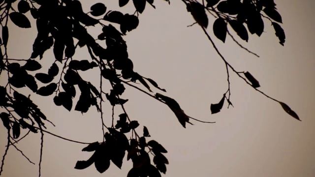 Nature video || By Raghav soni смотреть онлайн