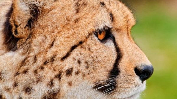 боди гепарт